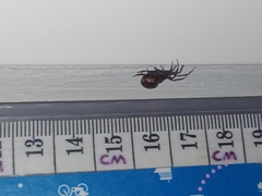 Steatoda bipunctata