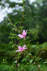 Urena procumbens