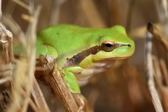 Hyla meridionalis