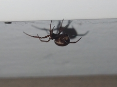 Steatoda bipunctata