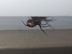 Steatoda bipunctata