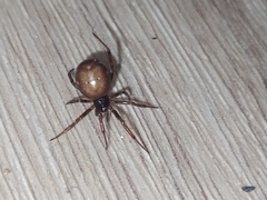Steatoda bipunctata