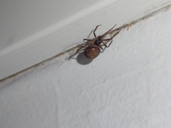 Steatoda bipunctata