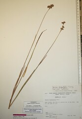 Juncus longistylis