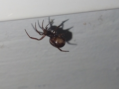 Steatoda bipunctata