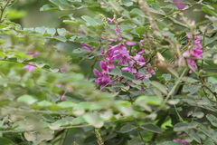 Indigofera cassioides