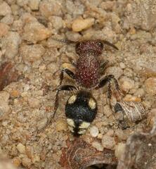 Glossotilla