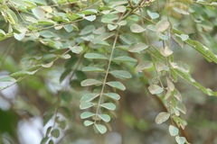 Indigofera cassioides