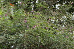 Indigofera cassioides