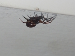 Steatoda bipunctata