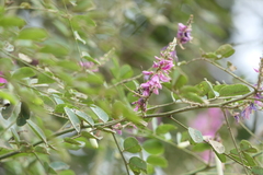 Indigofera cassioides