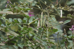 Indigofera cassioides