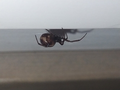 Steatoda bipunctata