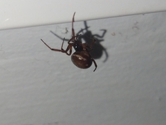 Steatoda bipunctata