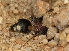 Glossotilla