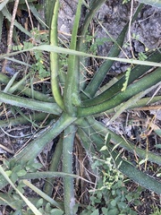 Agave albomarginata
