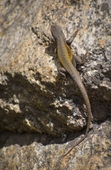 Liolaemus parvus