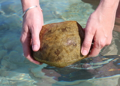 Culcita novaeguineae