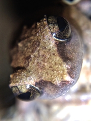 Pseudophilautus wynaadensis