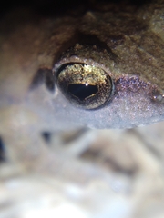 Pseudophilautus wynaadensis