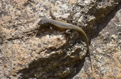 Liolaemus parvus