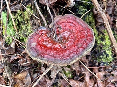 Ganoderma sessile