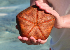 Culcita novaeguineae