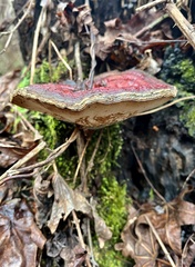 Ganoderma sessile