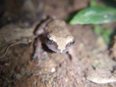 Pseudophilautus wynaadensis