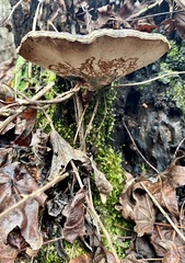 Ganoderma sessile