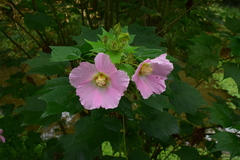 Hibiscus mutabilis