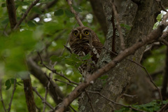 Glaucidium capense