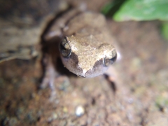 Pseudophilautus wynaadensis