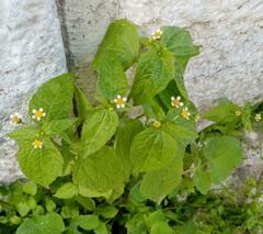 Galinsoga parviflora