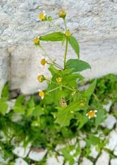 Galinsoga parviflora