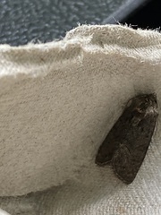 Oligia latruncula