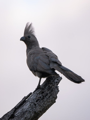 Corythaixoides concolor