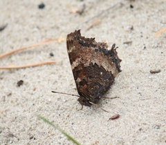 Nymphalis xanthomelas