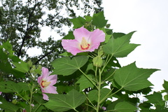 Hibiscus mutabilis