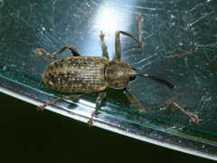 Dorytomus longimanus