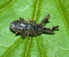 Dorytomus longimanus