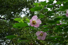 Hibiscus mutabilis