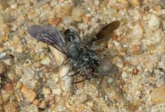 Glossotilla
