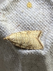 Aleimma loeflingiana