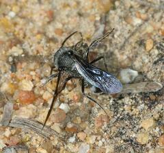 Glossotilla