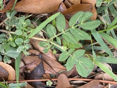 Kallstroemia maxima