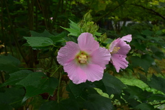 Hibiscus mutabilis