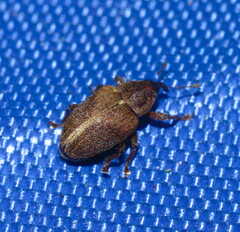 Lignyodes enucleator