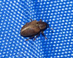 Lignyodes enucleator