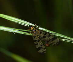 Panorpa meridionalis